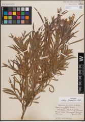 Foto von Salix fluviatilis Nutt.